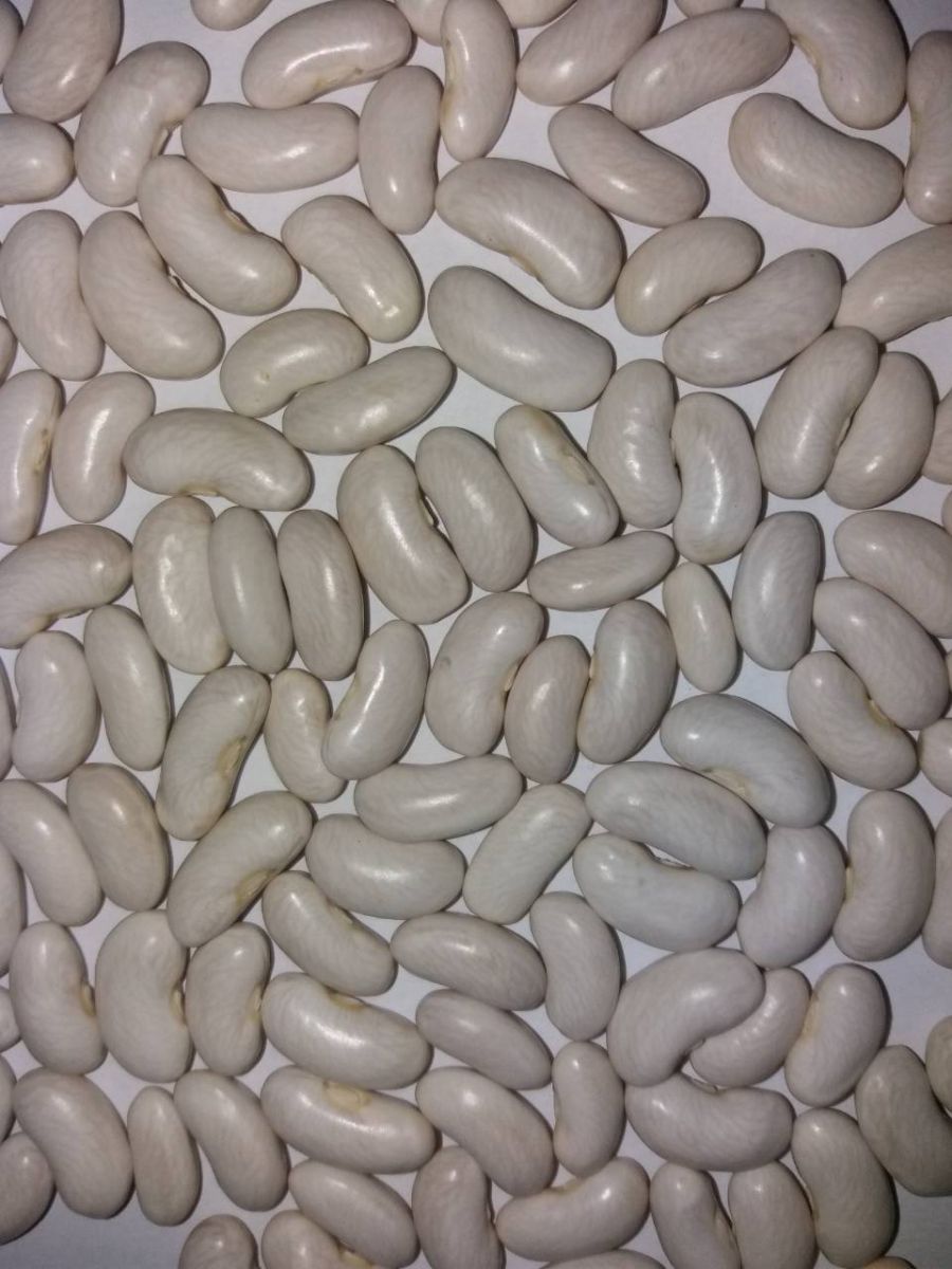 الفاصوليا البيضاء الطويلة